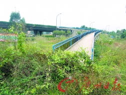 广州天桥下适合种植的草种探讨