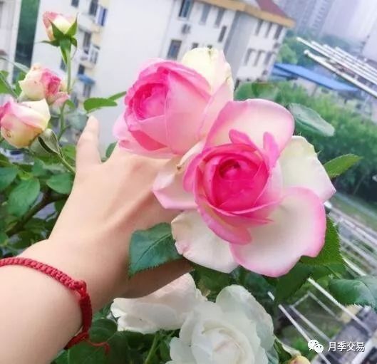 月季的开花和施肥