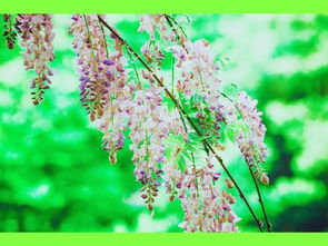 羽叶茑萝与沙漠玫瑰， 者阝是好搭档