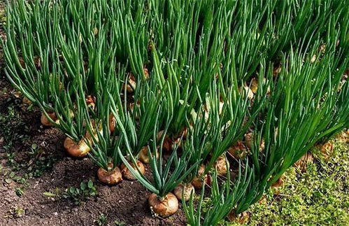 洋葱膨大素，怎么用才平安？