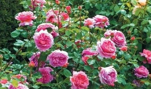 修剪和养分，缺一不可