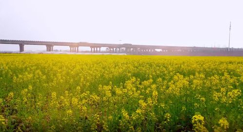 油香四溢的茶韵：探索油菜花茶的独特魅力