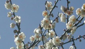 梅花冬季种植，如何选择适宜品种