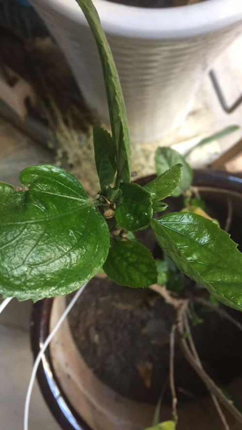 栀子花黄叶子，是缺水还是病虫害
