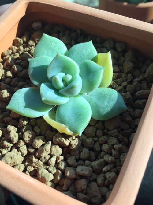 肉肉植物水多了怎么办？如何避免烂根