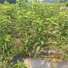 胡椒树苗的适应性：哪里douNeng生长