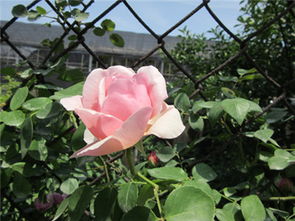 选择好材料， 基础牢靠Zui重要