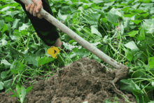 小香薯的好处多着呢！