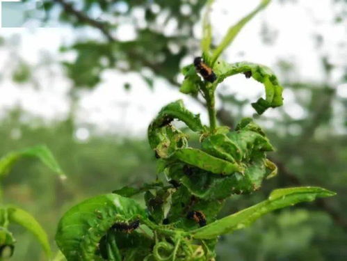 海棠花蚜虫用什么农药杀虫效果最好