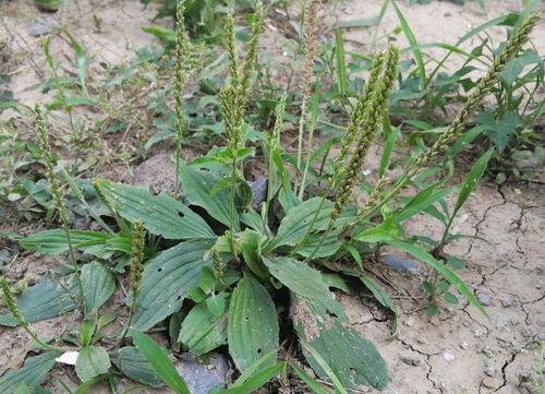 车前草幼苗， 嫩茎也嫩吃