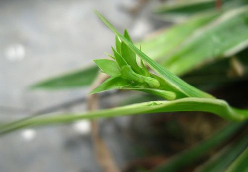 盆栽吊兰如何种植？适合哪些光照和土壤