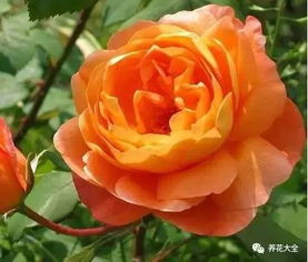 月季花的美，你了解多少？