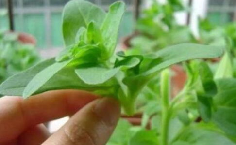 风雨兰一年开花次数与侧枝生长力揭秘