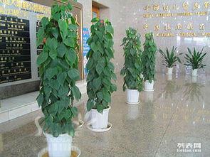 植物为什么是绿植租赁？租赁绿植真的环保吗