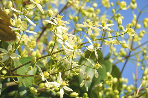 阳台上四季常绿，原来养护有秘诀！