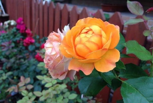 Summertime， 英国培育的精品