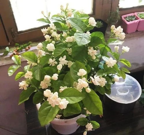 北方冬天茉莉怎么养殖？室内温度控制是关键吗