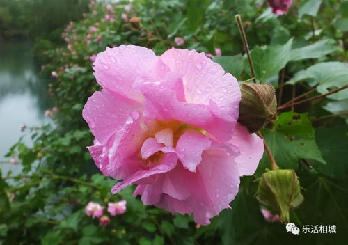 芙蓉花功效显著，究竟有哪些作用