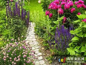 五星花：蝴蝶和蜜蜂的欢乐之地