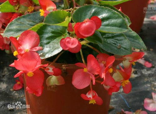 长寿花扦插枝条晾多久最佳？长寿花最佳扦插时间是什么时候