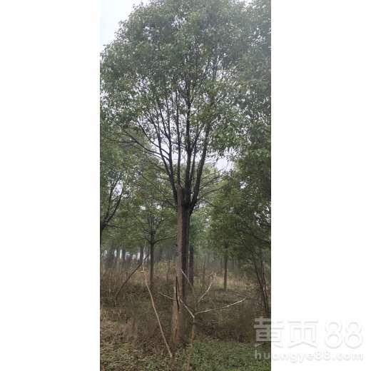 香樟树存储与销售策略