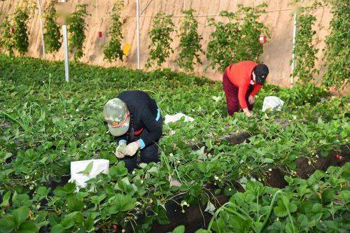 芸香如何进行科学种植和养护，以提高其产量和品质
