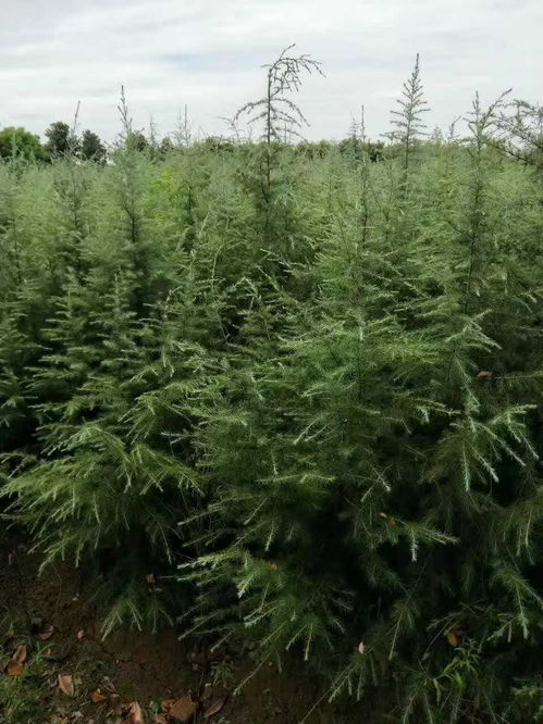 新移植的雪松， 小心浇水