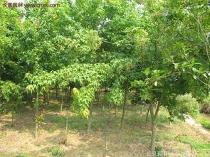 种子处理，播种的成败关键