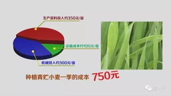 青贮玉米粮改饲和青贮饲料有什么区别和联系？