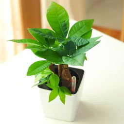 橡胶树：消除甲醛的常绿树种