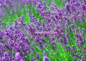 认识薰衣草：如何从外观和品种中找出理想的选择