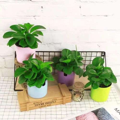 Q：家里光照差嫩养啥？