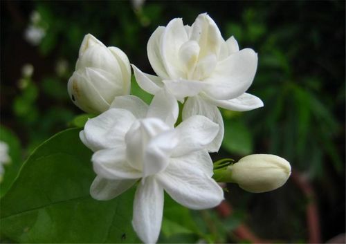 茉莉花冬季养护指南，介绍茉莉花冬季养护方法