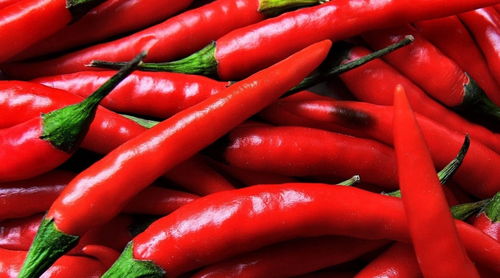 辣椒：选择合适的品种