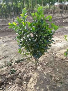 十月份栽黄杨，注意事项有哪些？