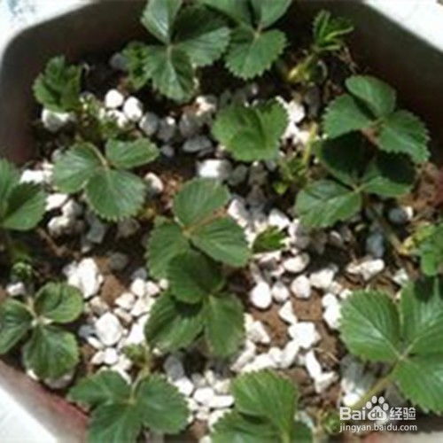 腊梅种子种植方法？如何确保发芽率