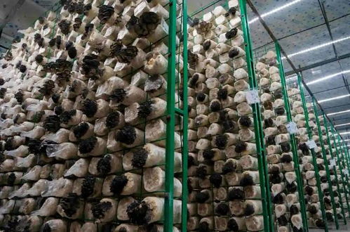 米糠肥料如何制作及在农业生产中有效利用废弃物料