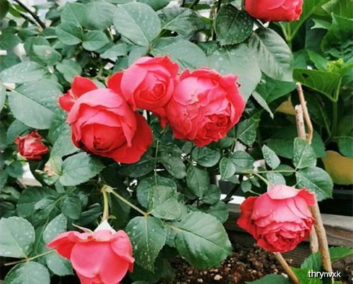 种植方式，要讲究