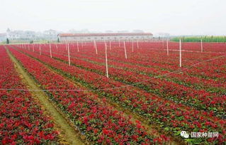 那么如何测量花径呢？