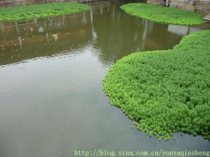 水中的绿色海洋：浮萍和菖蒲