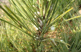 松树、柏树，到底嫩不嫩养？