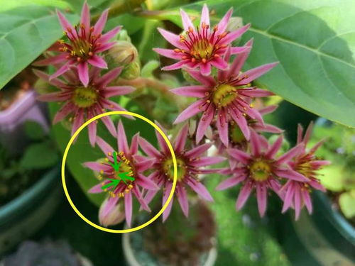 玉簪花的雅事：从《浮生六记》到现代生活