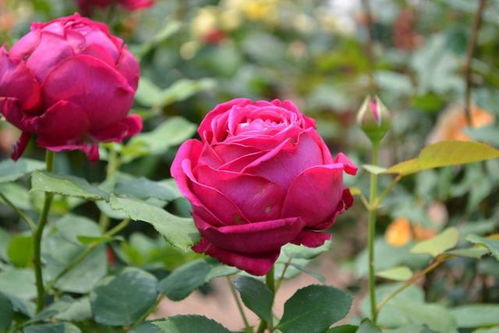 室外越冬的月季