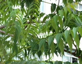 咪鲜胺的使用， 有讲究