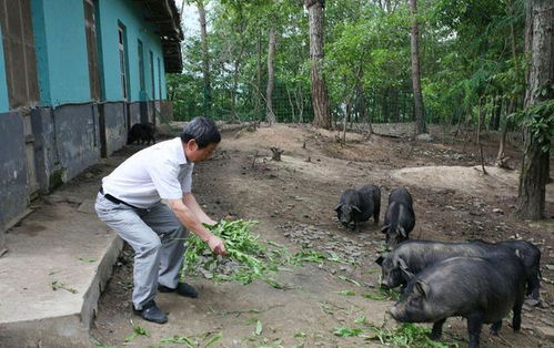 养一头猪需要多少成本，一般需要养几个月才能出栏？