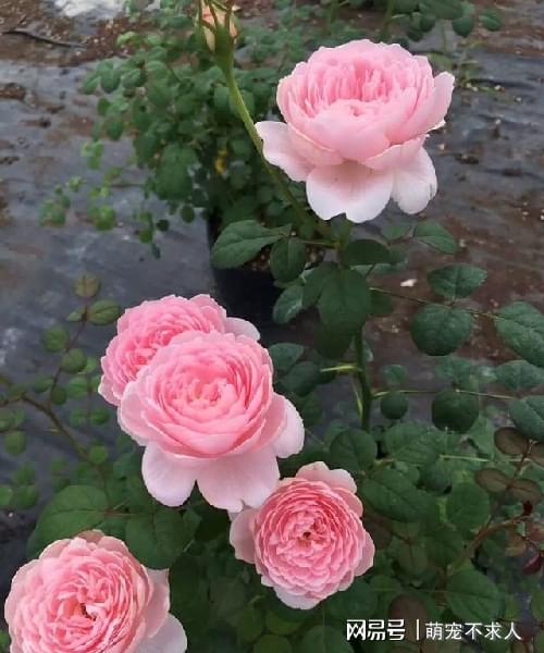 灰姑娘月季：月季界的美丽传说