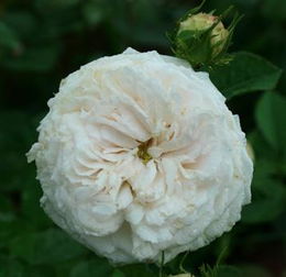 月季花中的美女伊希斯：拜耳伊西斯月季的奥秘