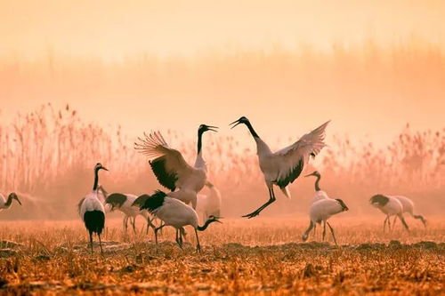 二、尾巴垂下美观加分！