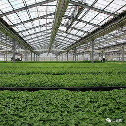 除草剂， 残留的隐患