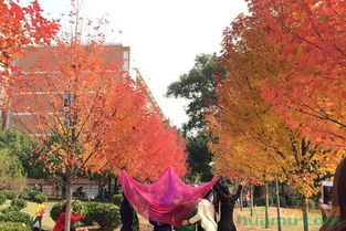 美国红枫修剪，时间与季节的奇妙搭配